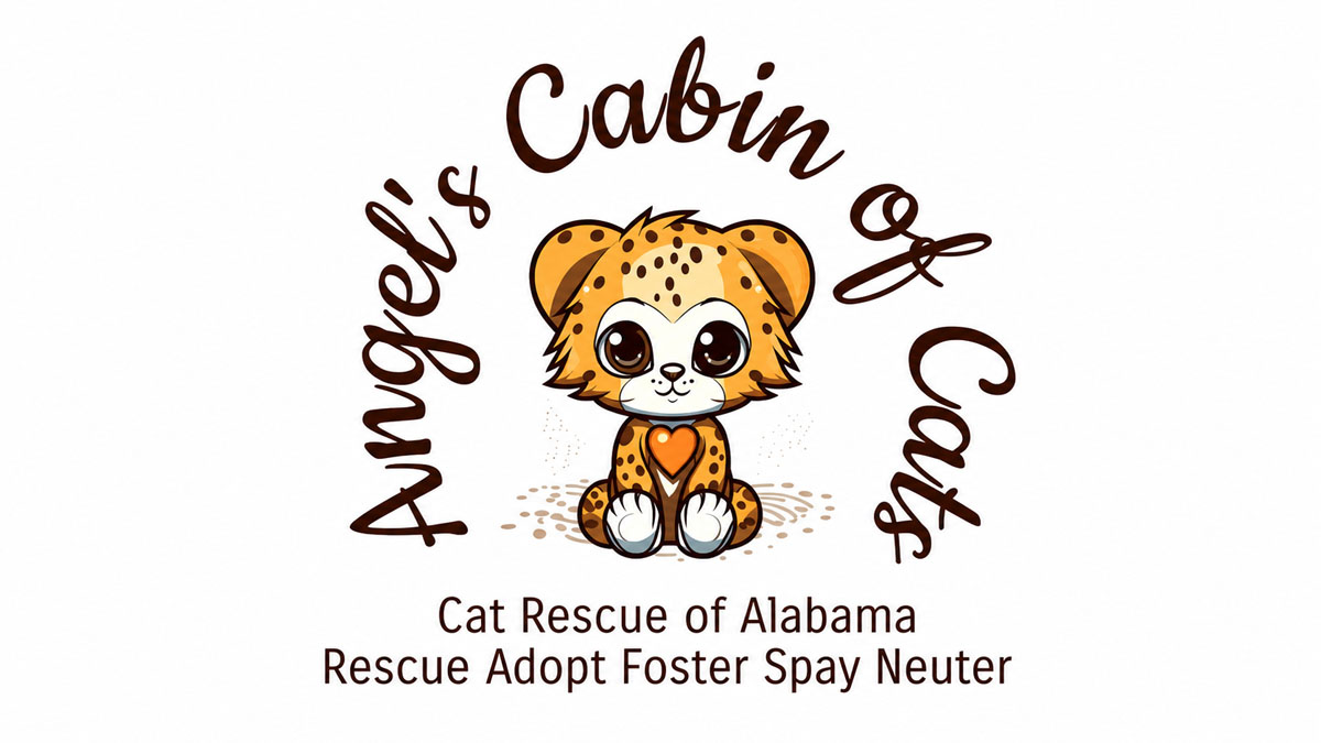 Angel’s Cabin of Cats Today’s Local Spotlight image
