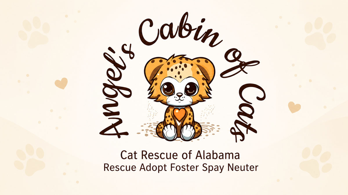 Angel’s Cabin of Cats Today’s Local Spotlight image